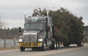 capital christmas tree truck